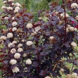 Kako razmnožiti reznice vezikula